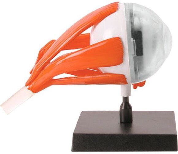 Развивающая игра Глаз Professor EIN-O E2370EE Развивающая игра Глаз Professor EIN-O E2370EE