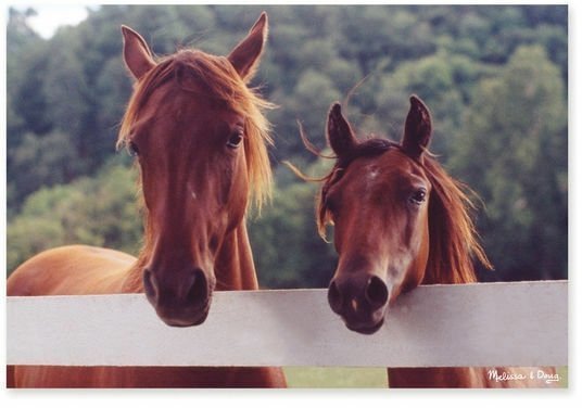 Картонний пазл Коні 100 елементів MD8944