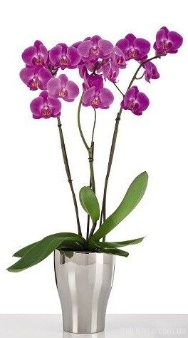 Орхідейка Mirror Silver кераміка 17 дзеркальний 55166 Орхідейка Mirror Silver кераміка 17 дзеркальний 55166