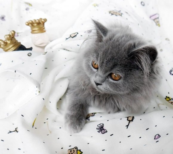 Пелюшка муслінова-плед 100x100 см Princess lullalove-8992 Пелюшка муслінова-плед 100x100 см Princess lullalove-8992