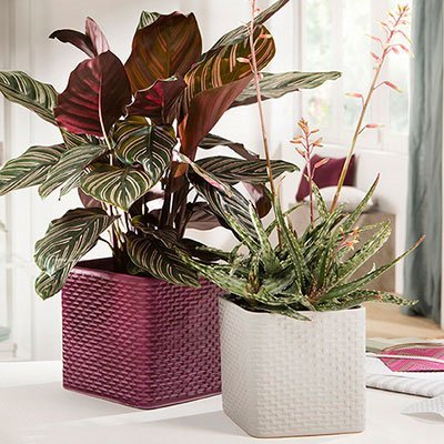 Кашпо для квітів Modern кераміка 13" бургунді куб 59065