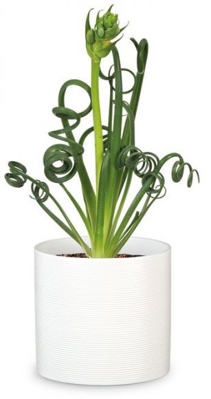 Кашпо для квітів Inspiration кераміка 28 молочний 97755 Кашпо для квітів Inspiration кераміка 28 молочний 97755