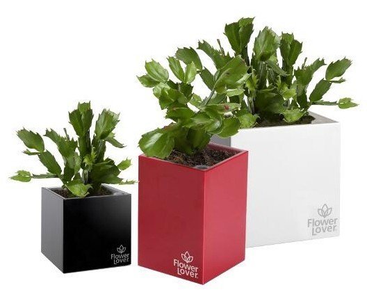 Розумний вазон Cubico Flower Lover 27 см червоний глянцевий 41118060