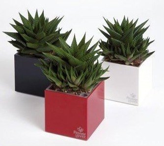 Розумний вазон Cubico Flower Lover 33 см червоний глянсовий 41118090 Розумний вазон Cubico Flower Lover 33 см червоний глянсовий 41118090