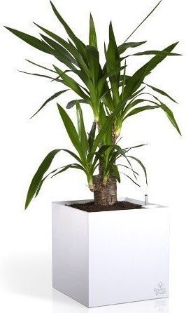 Розумний вазон Cubico Flower Lover 33 см червоний глянсовий 41118090 Розумний вазон Cubico Flower Lover 33 см червоний глянсовий 41118090