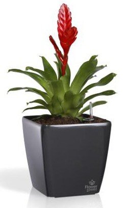 Розумний вазон Flower Lover Quadrato 18 см чорний глянсовий 4111661 Розумний вазон Flower Lover Quadrato 18 см чорний глянсовий 4111661