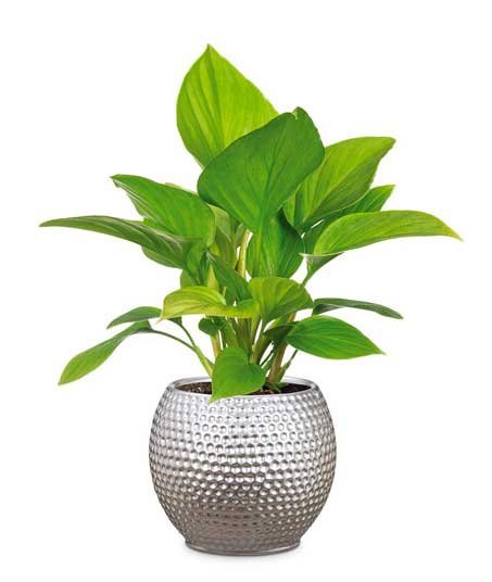 Кашпо для квітів Mercury кераміка 15" сріблястий 62220