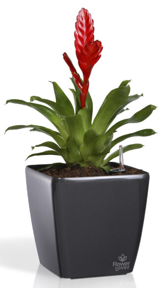 Розумний вазон Quadrato Flower Lover 22 см 41116620 Антрацит глянсовий