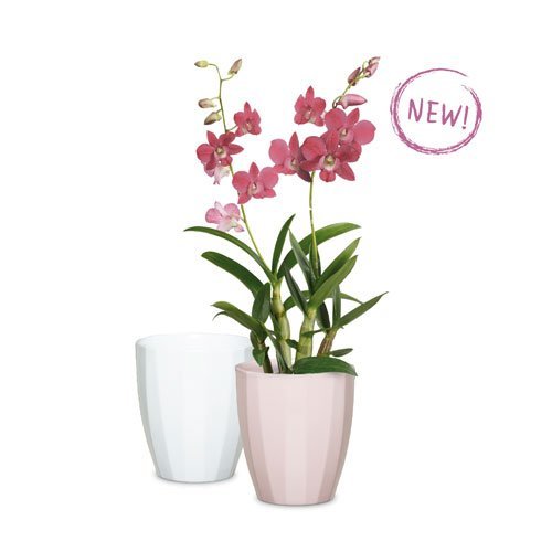 Орхідейка Elegance кераміка 14" білий 62296 Орхідейка Elegance кераміка 14" білий 62296