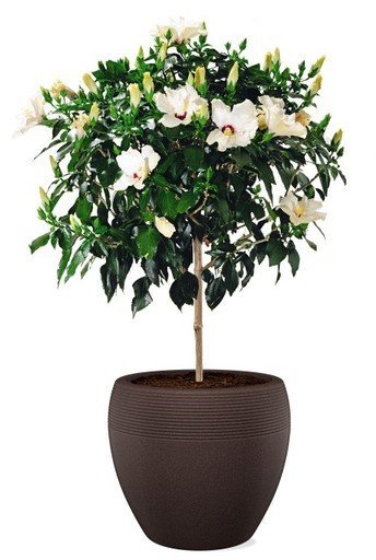 Кашпо для квітів Lineo пластик 30 гранітно-чорний 56524 Кашпо для квітів Lineo пластик 30 гранітно-чорний 56524